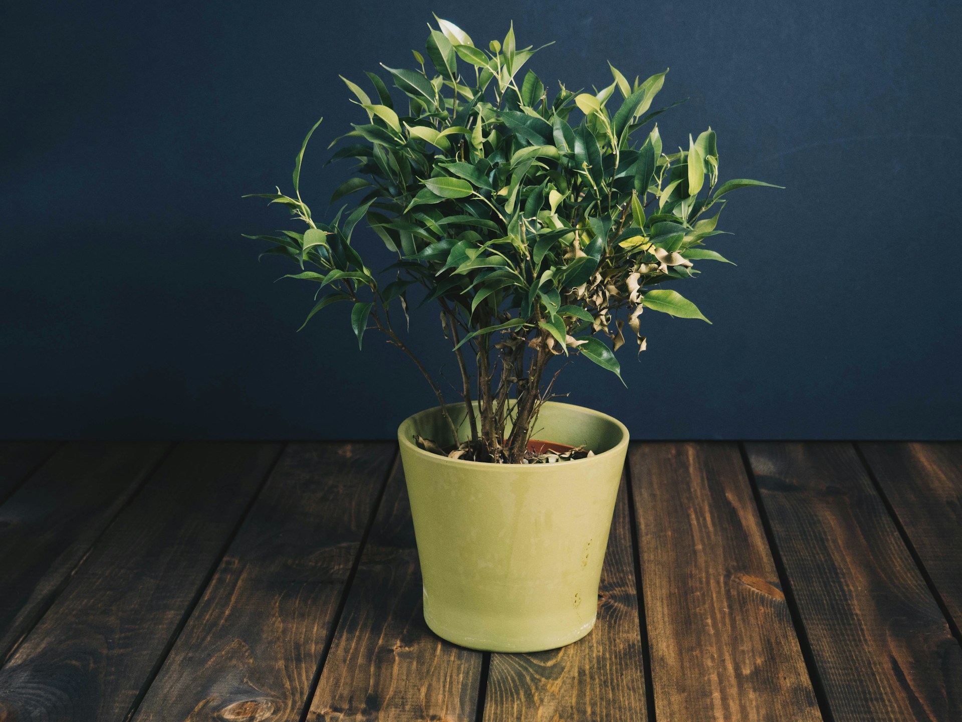 donkere-kamer-planten