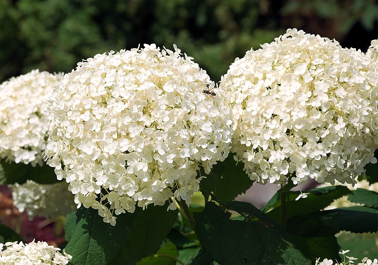 hoe-verplaats-je-een-hortensia