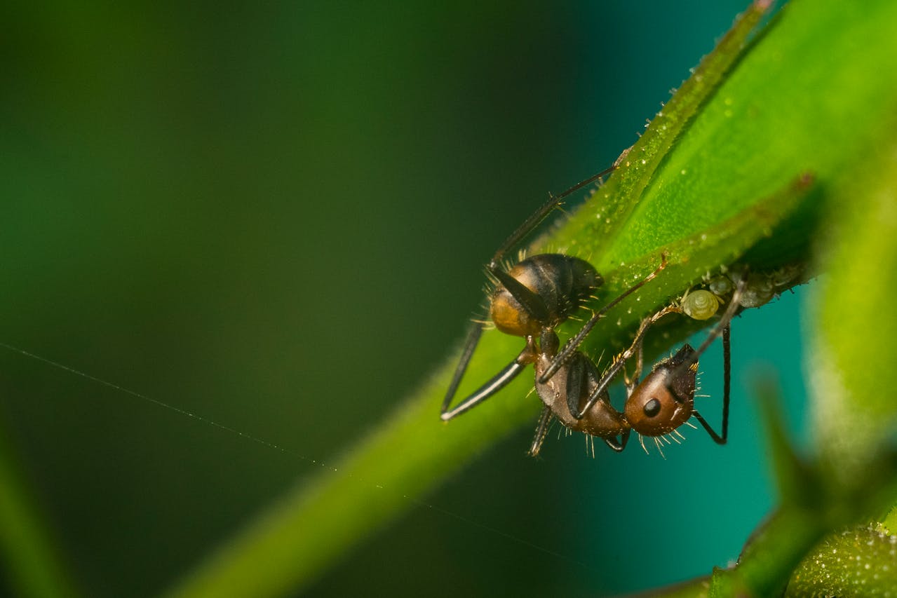 mieren-tuin-plaag