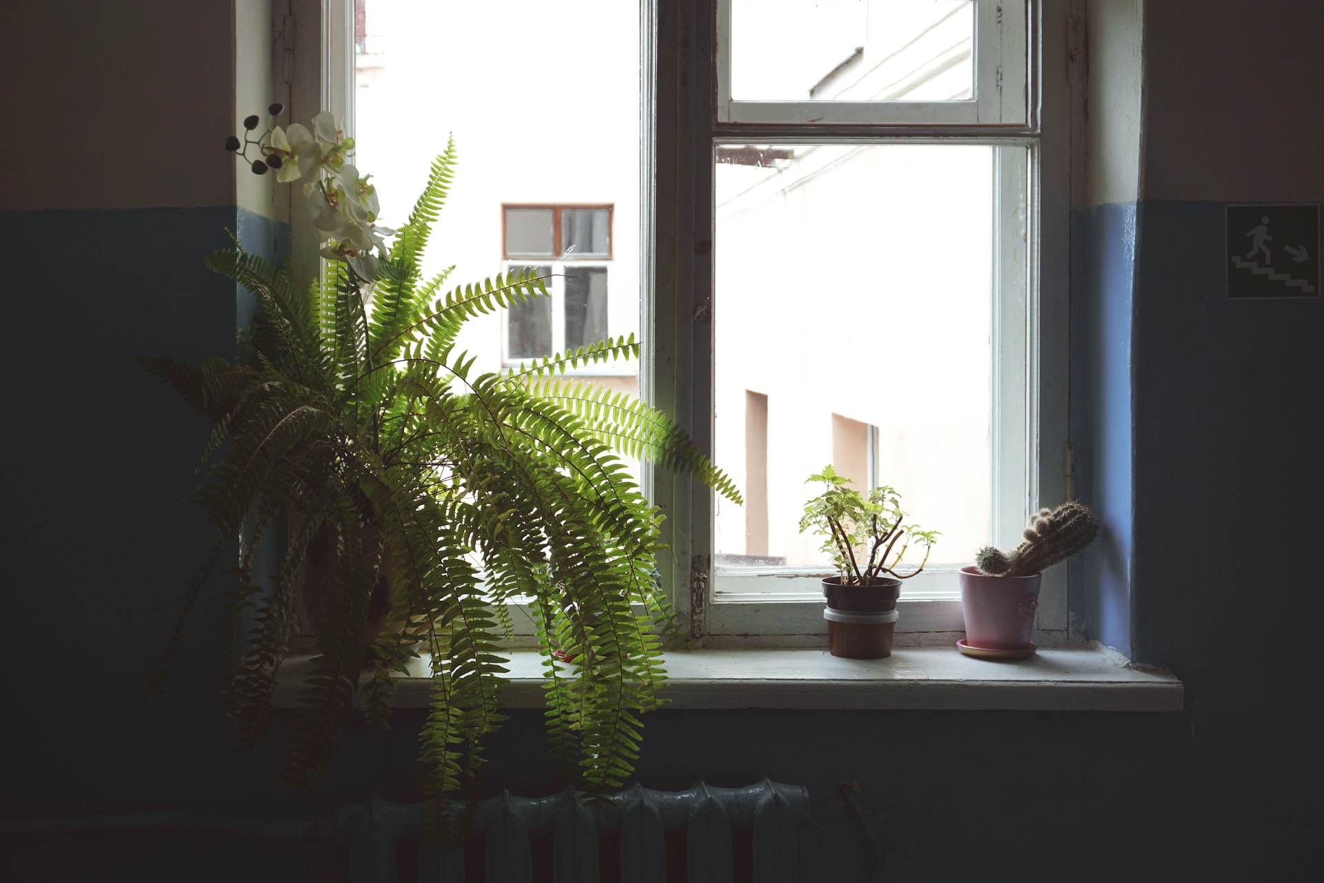 planten-die-weinig-licht-nodig-hebben