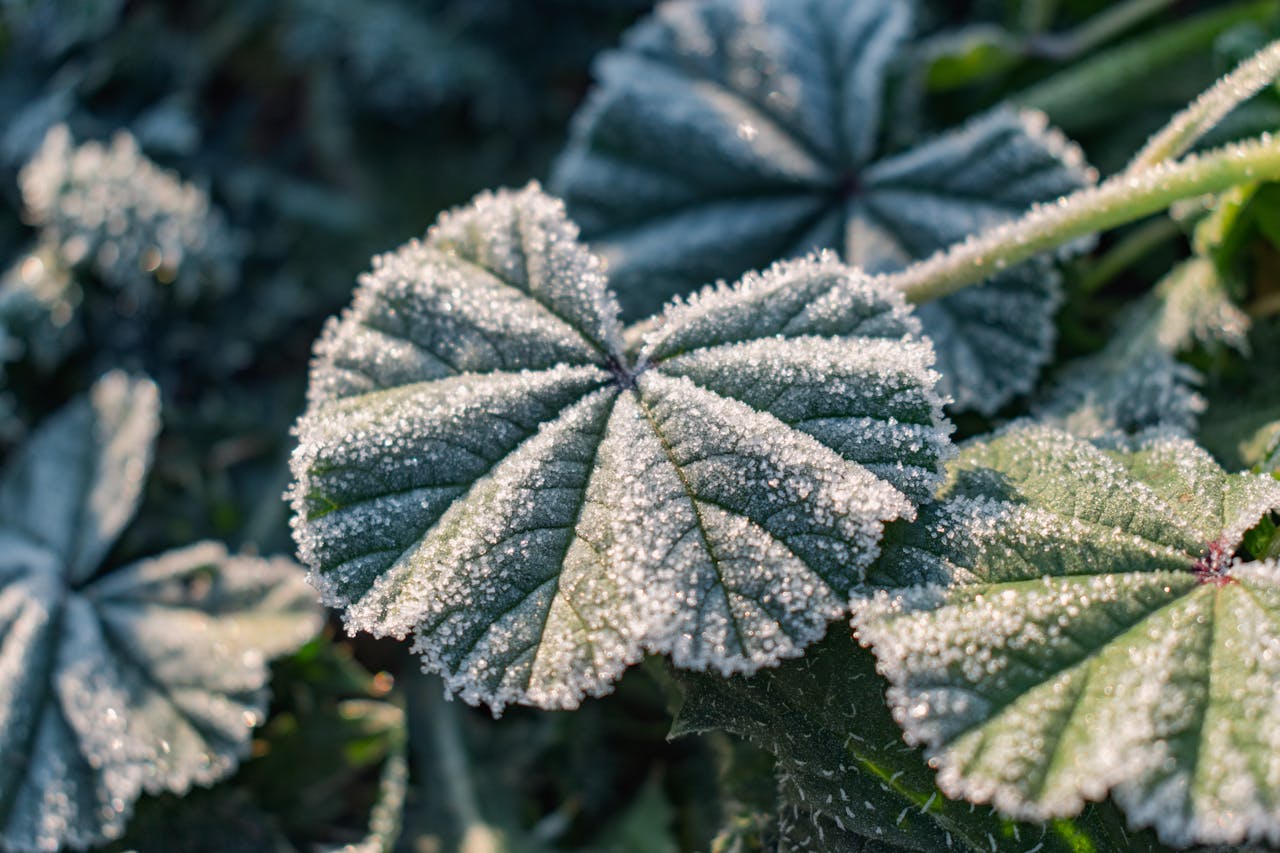 winter-planten