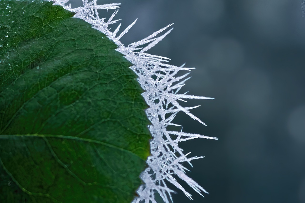 winterplant-verhard