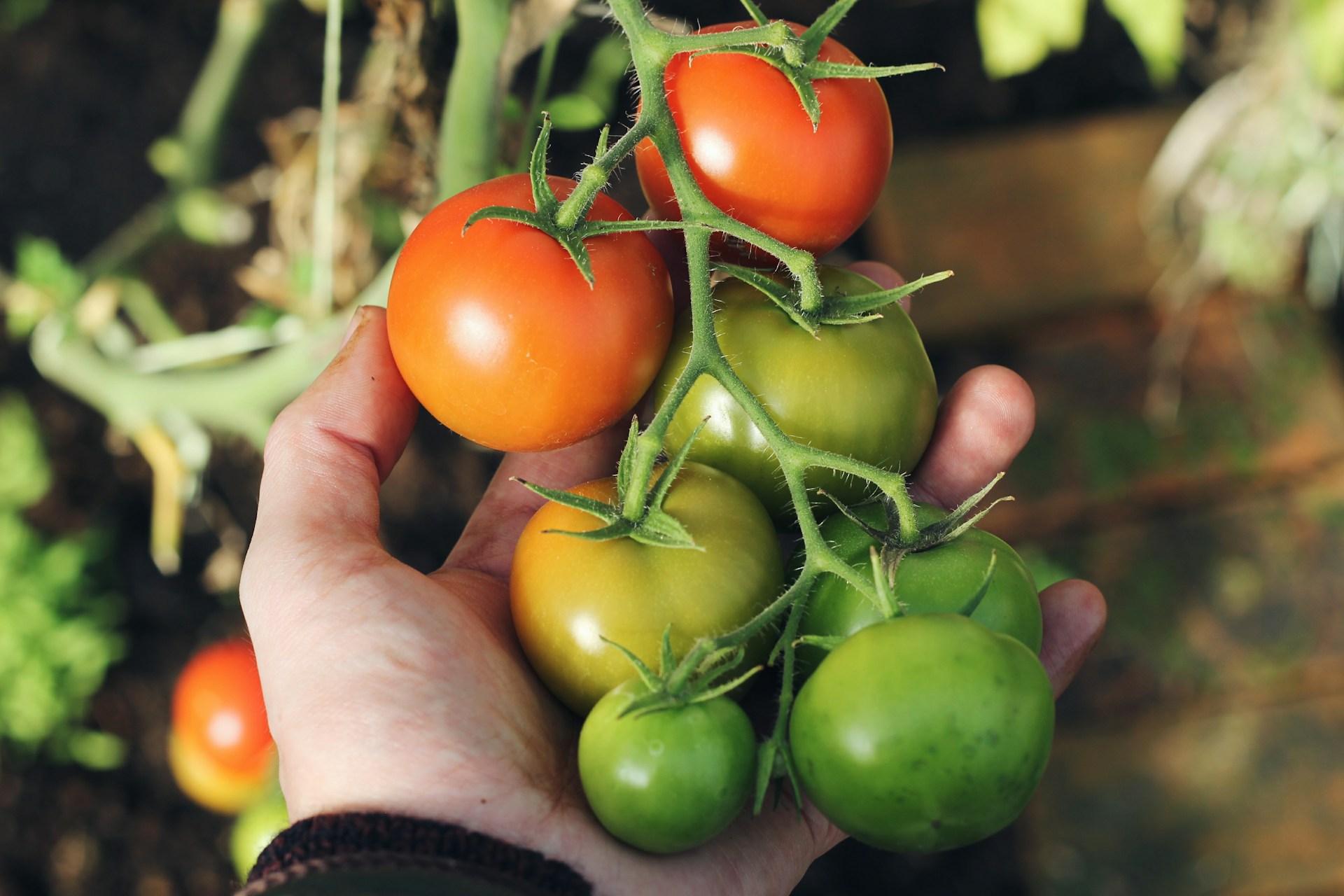 zaaien-van-tomaten