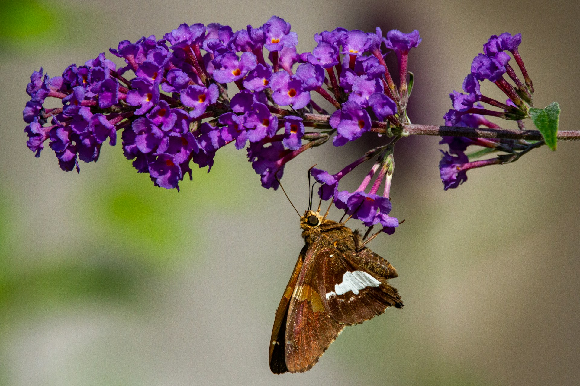 vlinderstruik-verplaatsen-in-de-tuin