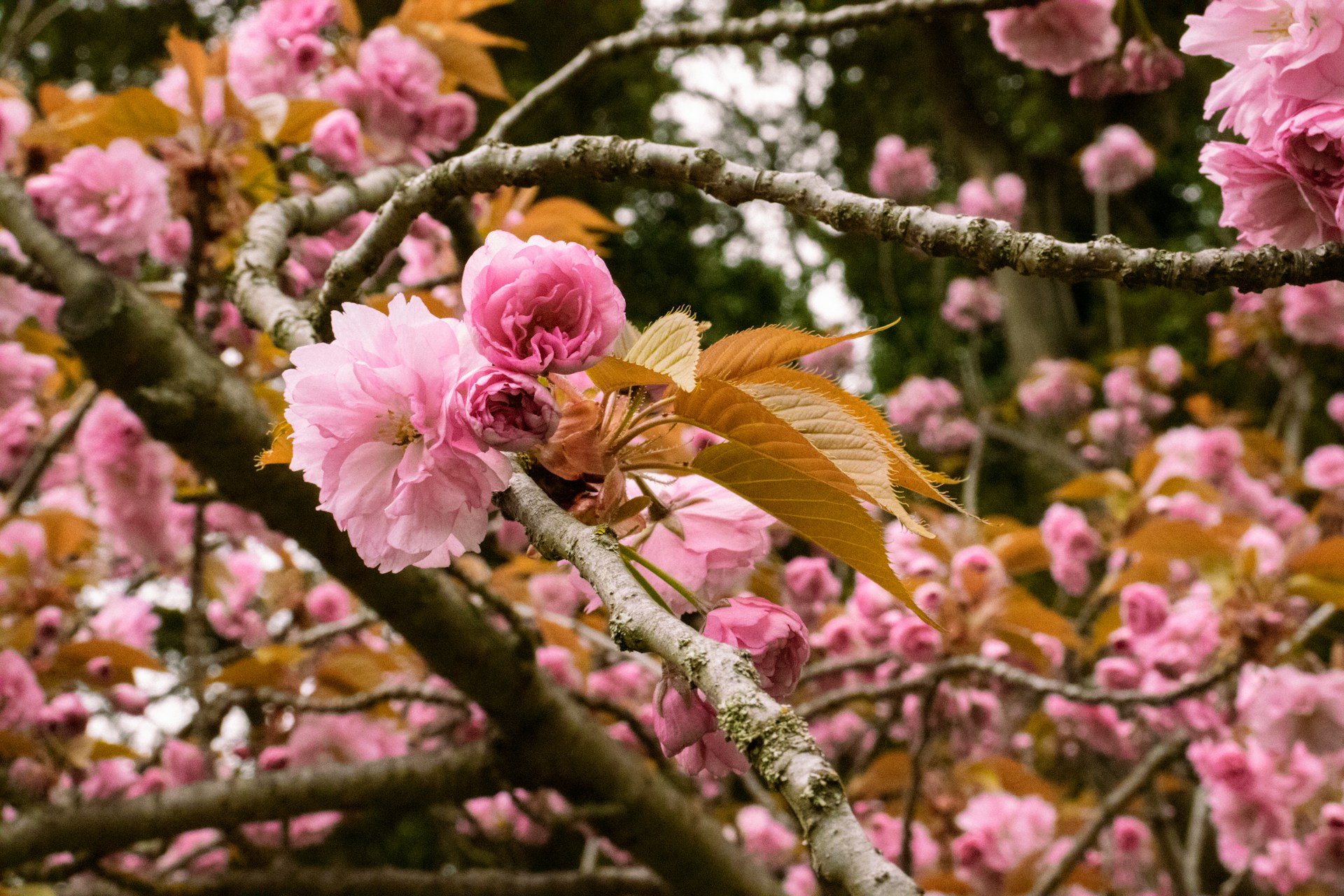 Prunus serrulata